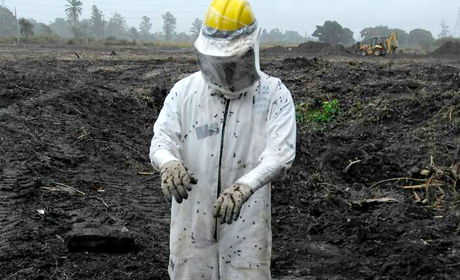 Trabalhos realizados - Green worker